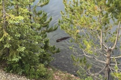 Beaver in lake