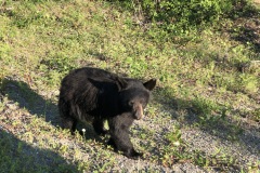 Black Bear