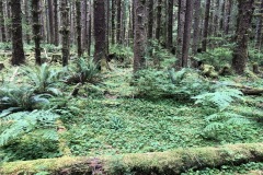 The rainforest is beautiful
