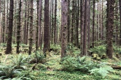 Rainforest view