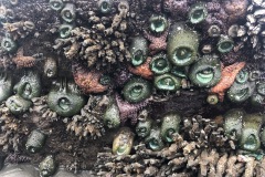 Views of the creatures