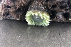 Sea anenomae