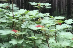 Berries are starting to ripen