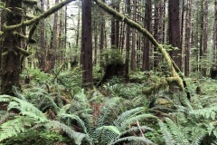 The ferns are tall